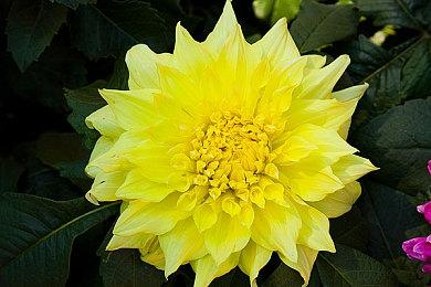 真急了？《怪物猎人：荒野》推出全新鹭鹰龙补丁!